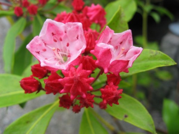 Сальвия многолетняя фото цветов 