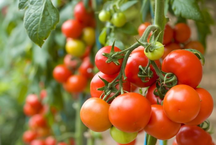 Выращивание рассады томатов китайским способом видео 