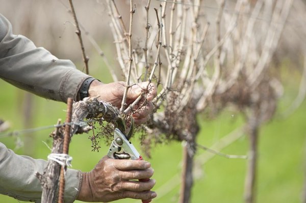 Осенняя обработка винограда против болезней и вредителей 