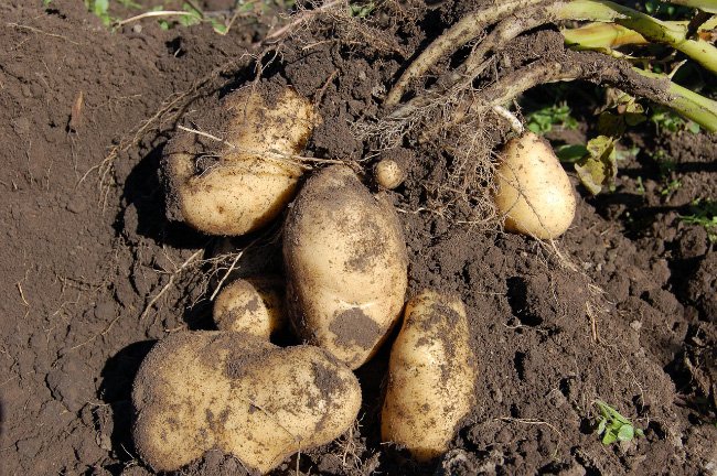 Как бороться с проволочником на картошке 