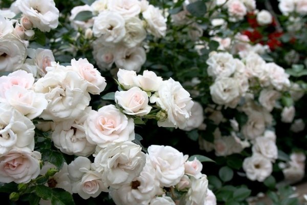 Роза флорибунда сорта с фото и названиями 