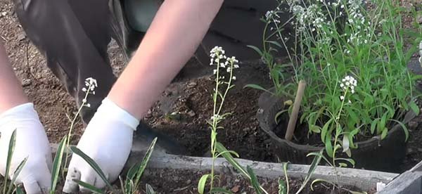 Посадка алиссума на рассаду и в открытый грунт: уход и выращивание 