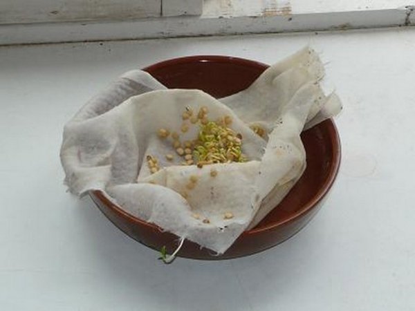 Замачивание семян в водке перед посевом помидор 