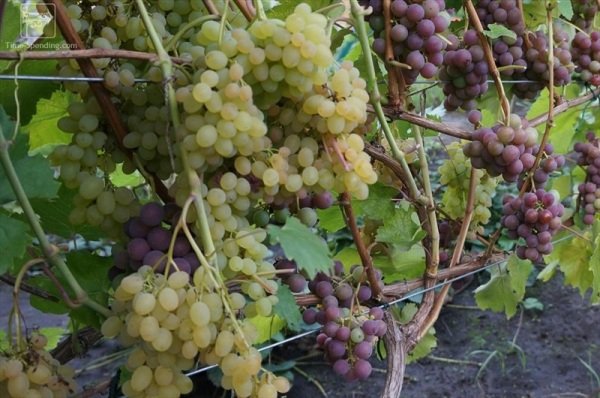 Посадка винограда осенью: когда и как лучше сажать 