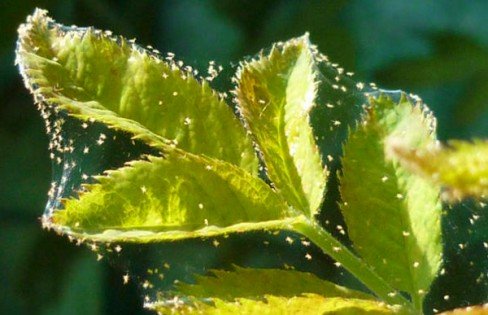Обработка малины весной от болезней и вредителей 
