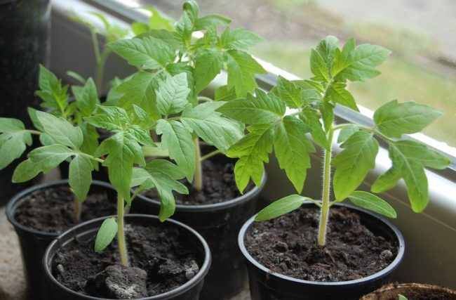Как вырастить томаты в теплице из поликарбоната 