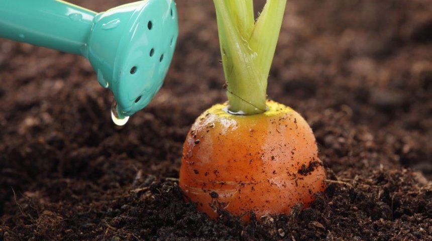 Чем подкармливать морковь для хорошего урожая 