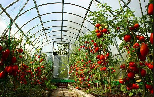 Сажаем томаты на рассаду в теплицу из поликарбоната 