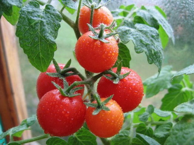 Самые вкусные сорта томатов для теплиц 