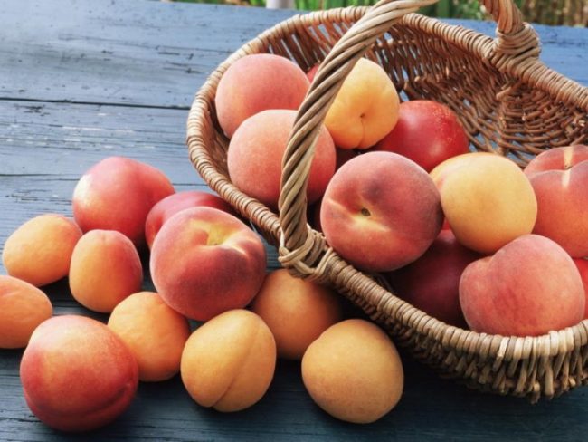 Как привить персик на абрикос 