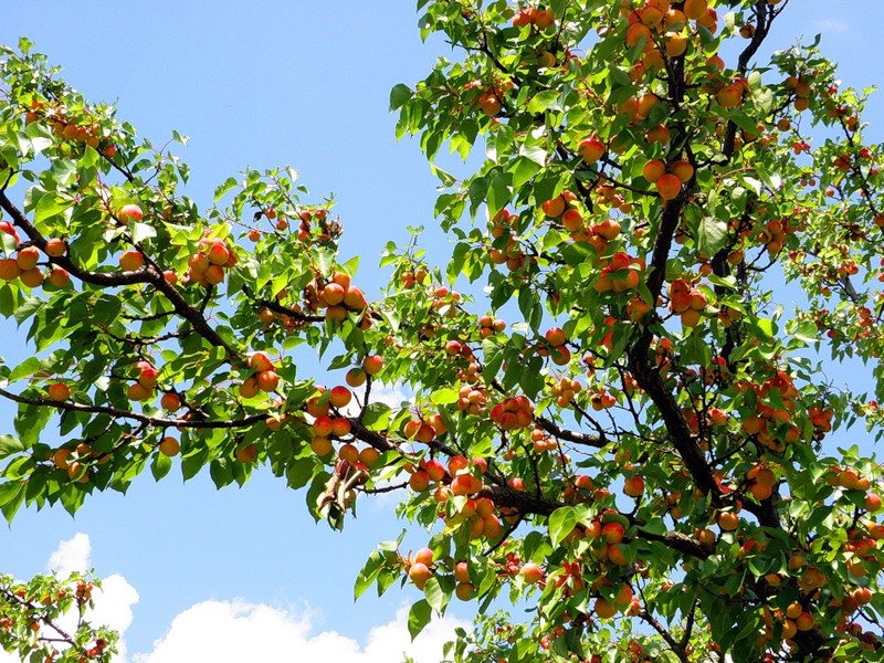 Схема обрезки абрикоса осенью 