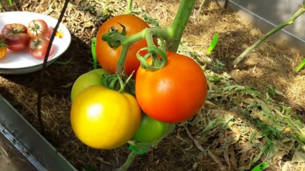 Низкорослые томаты не требующие пасынкования для теплиц 