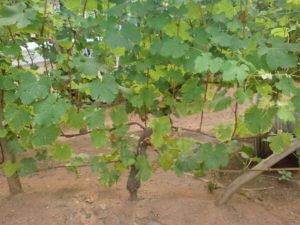 Посадка винограда осенью: когда и как лучше сажать 
