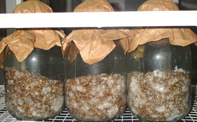 Как вырастить грибы шампиньоны в домашних условиях 