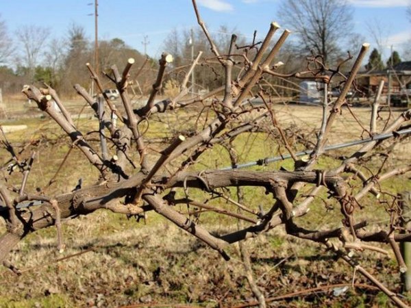 Укрытие винограда на зиму в Подмосковье видео 
