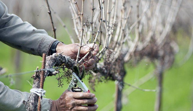 Укрытие винограда на зиму в Подмосковье 