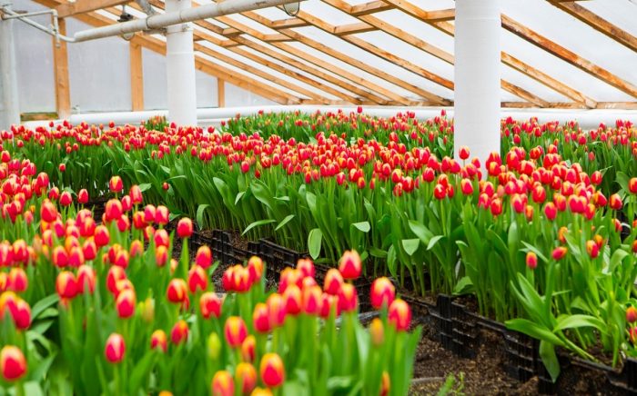 Выращивание тюльпанов в теплице к 8 марта 