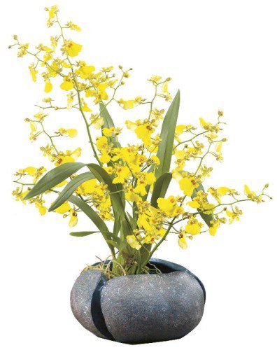 Орхидея Онцидиум: всё об уходе, посадке и размножении 