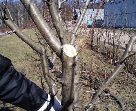 Обрезка фруктовых деревьев весной 