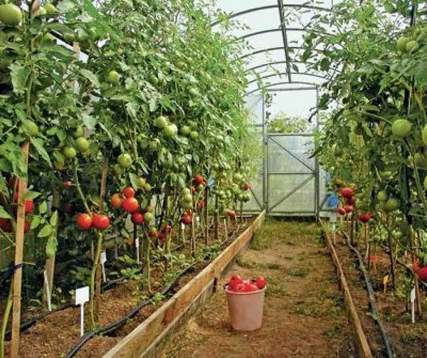 Как правильно подвязывать помидоры в теплице 