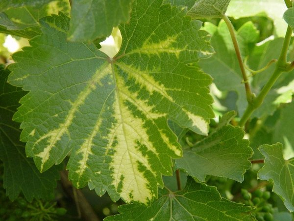 Обработка и опрыскивание винограда весной от болезней и вредителей 