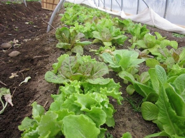 Выращивание зелени в теплице зимой - лук, укроп, петрушка и салат 