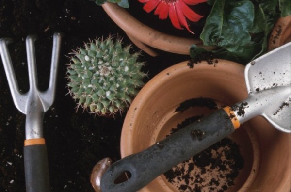 Как пересаживать кактусы в домашних условиях 