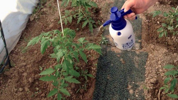Подкормка рассады помидоров золой 