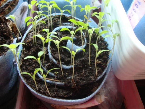 Выращивание рассады томатов в улитке видео 