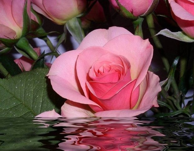 Как дольше сохранить срезанные розы в воде?