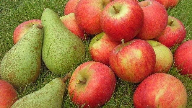 Чем подкормить яблони и груши осенью 