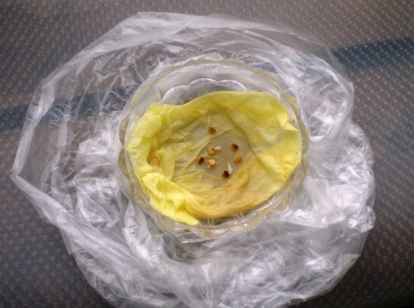 Способ замачивания семян в полиэтиленовых пакетиках
