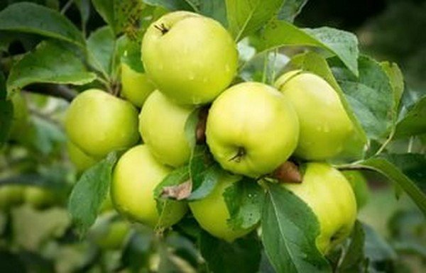 Как подкормить яблони осенью? 