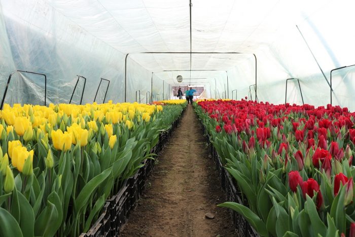 Выращивание тюльпанов в теплице к 8 марта 