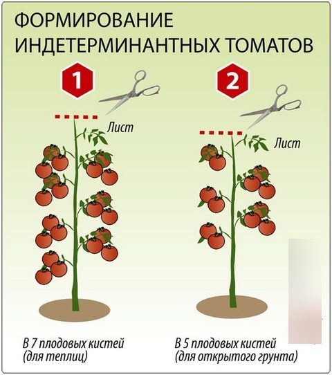 Выращивание помидор в теплице, посадка и уход, пасынкование 