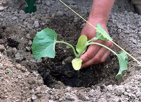 Посадка дыни на рассаду, в открытый грунт и теплицу: выращивание и уход 