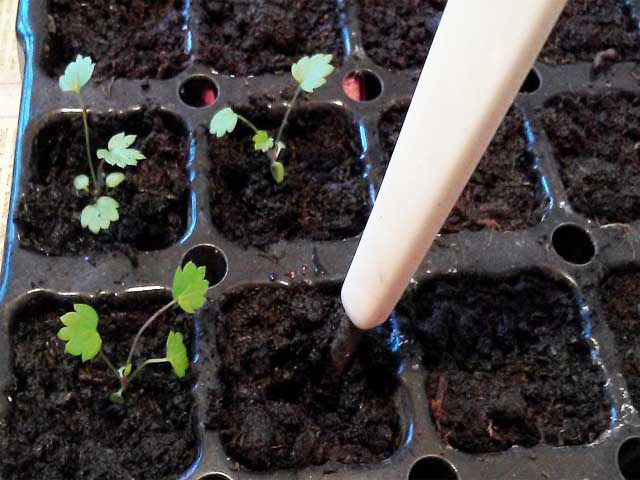Ремонтантная земляника – способы выращивания и ухода в домашних условиях 