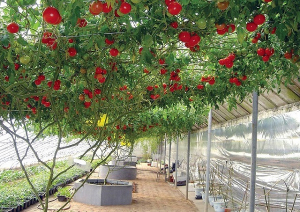 Выращивание помидор в теплице, посадка и уход, пасынкование 