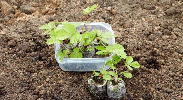 Ремонтантная земляника – способы выращивания и ухода в домашних условиях 