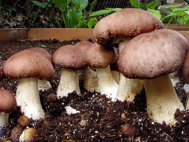 Выращивание белых грибов на приусадебном участке 