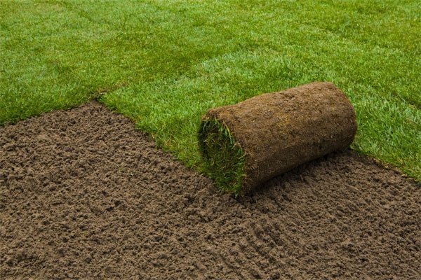 Как сделать газон на даче своими руками: правильная подготовка и посев травы 