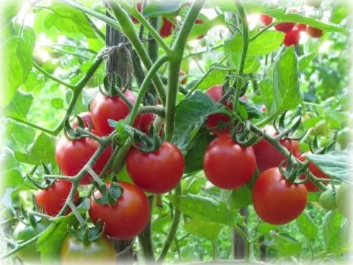 Как правильно пасынковать помидоры в теплице 