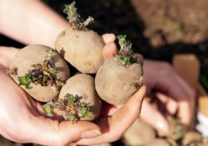 Как посадить и вырастить картофель в мешках 