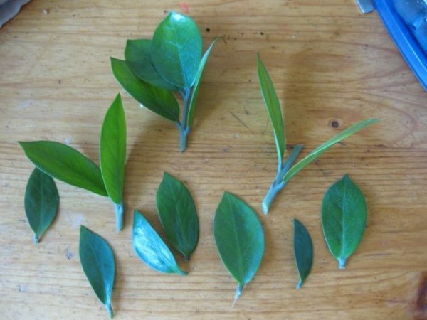 Размножение замиокулькаса листом в домашних условиях 