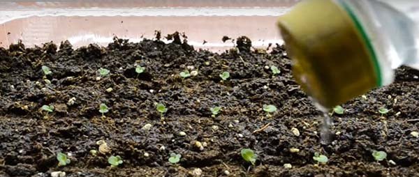 Посадка бегонии на рассаду семенами и клубнями: выращивание и уход в открытом грунте 
