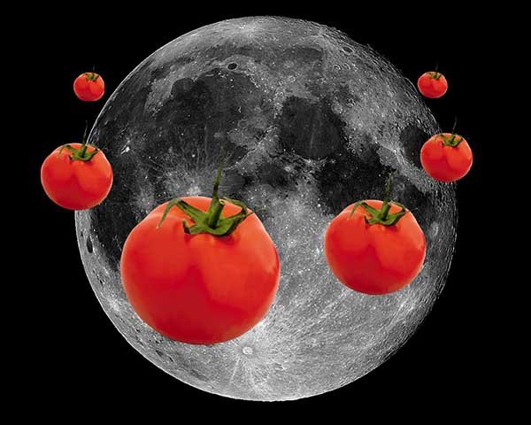 Посадка томатов на рассаду в 2019 году по лунному календарю 