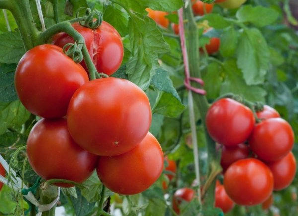 Выращивание помидоров в теплице из поликарбоната 