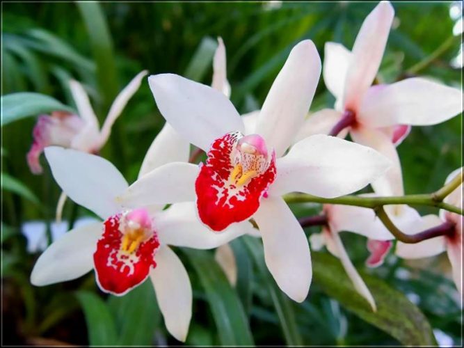 Как подкормить орхидею в домашних условиях