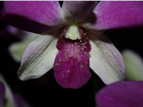 Почему у орхидеи вянут листья 