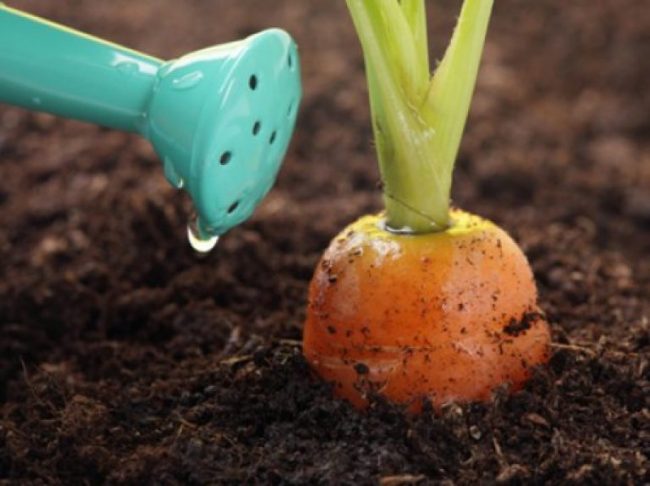 Как вырастить большую морковь в открытом грунте 